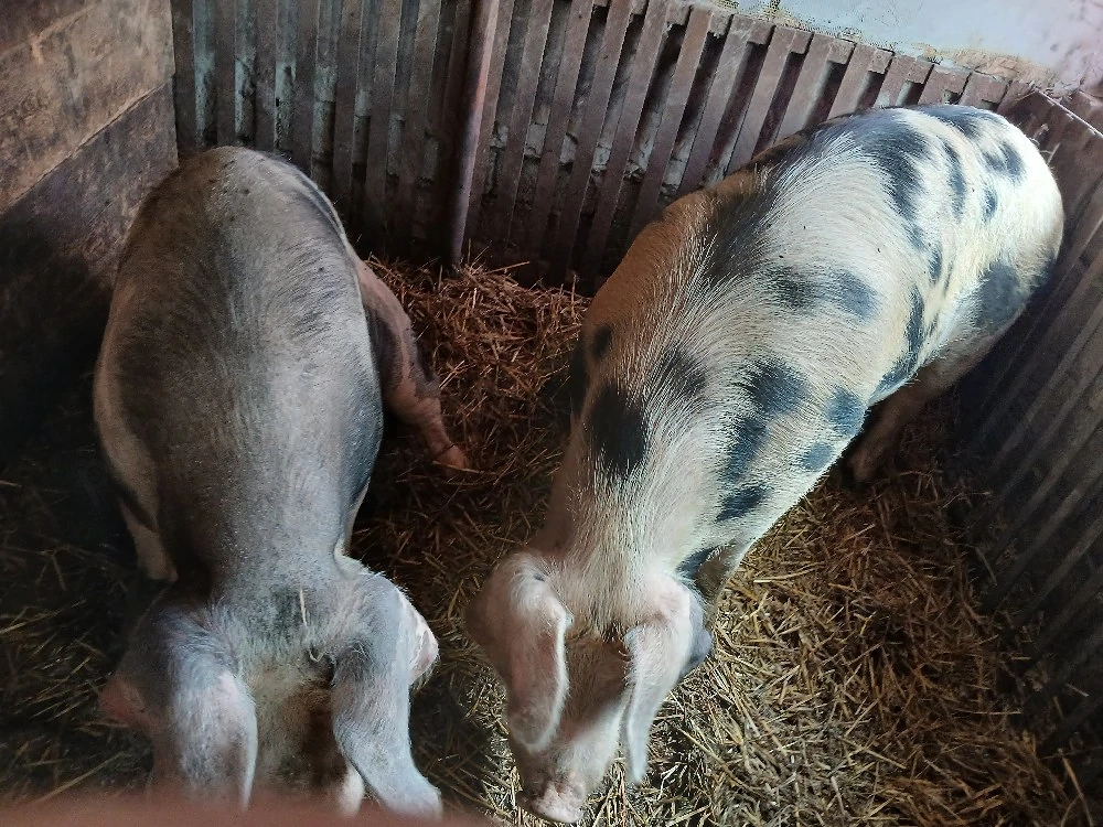 vand sau schimb cu alte animale sau utilaje agricole sau cereale si porumb 