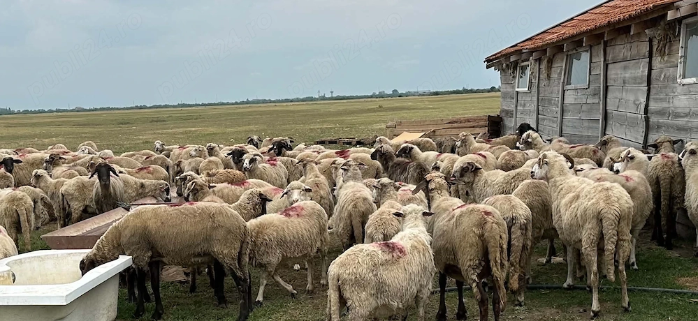 Vând 135 de oii în Lapte + 70 de miele 