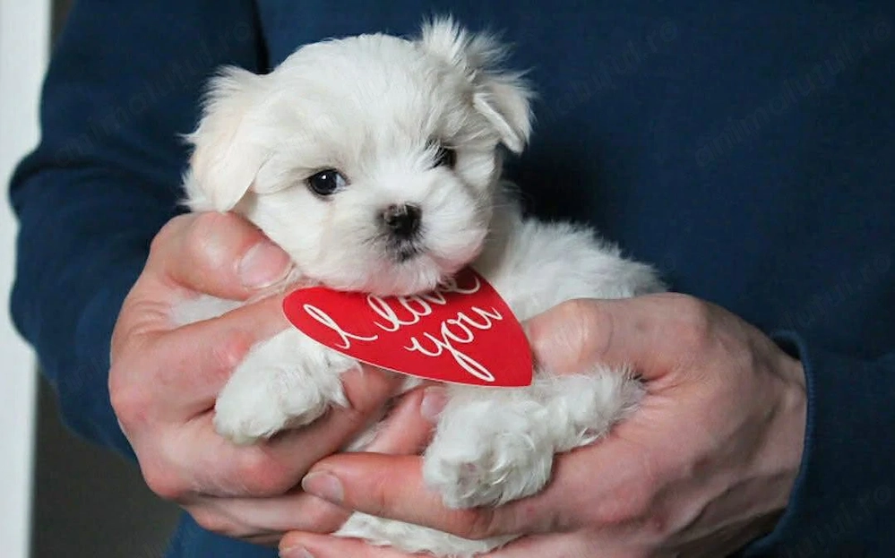 Baietel Bichon maltez