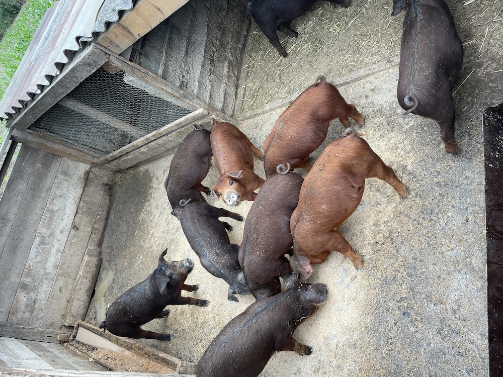 Porci de vânzare în Gurbediu