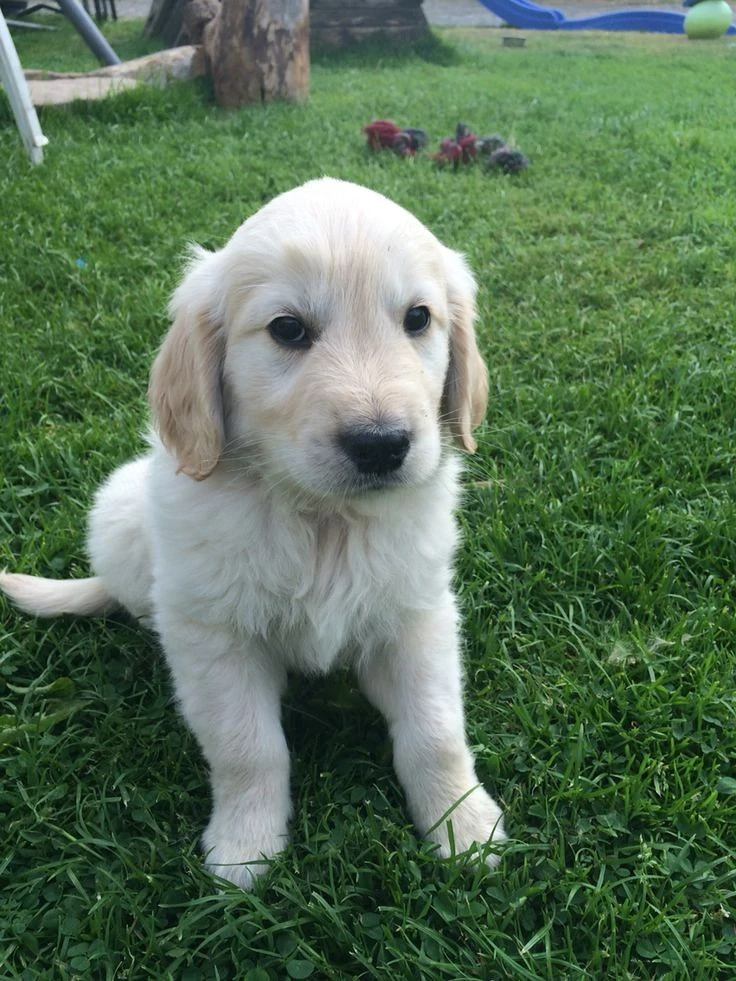 Golden retriever pui superbi 