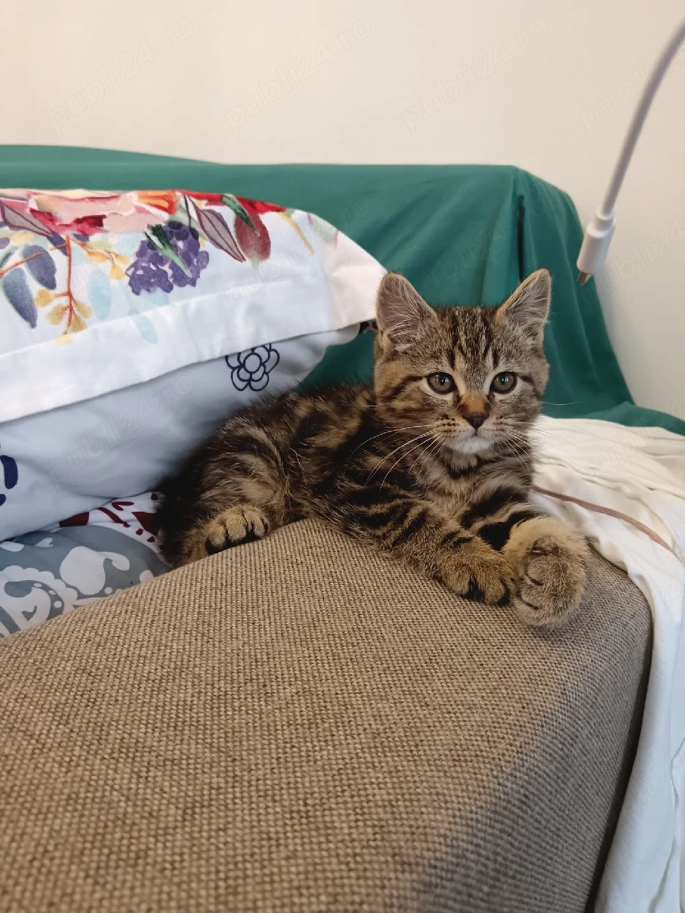 American Shorthaire 