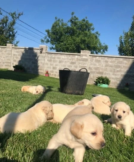 Labrador Retriver 