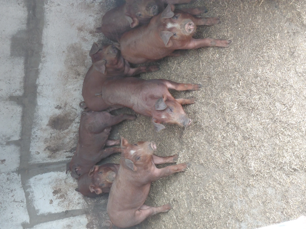 Purcei Duroc