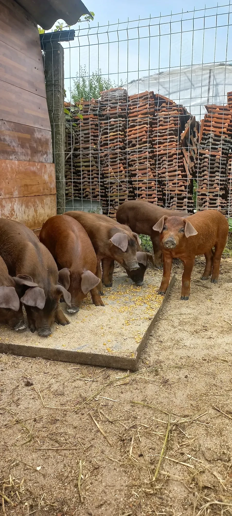 Purcei Duroc Pur Disponibili Turnu Magurele o733345270