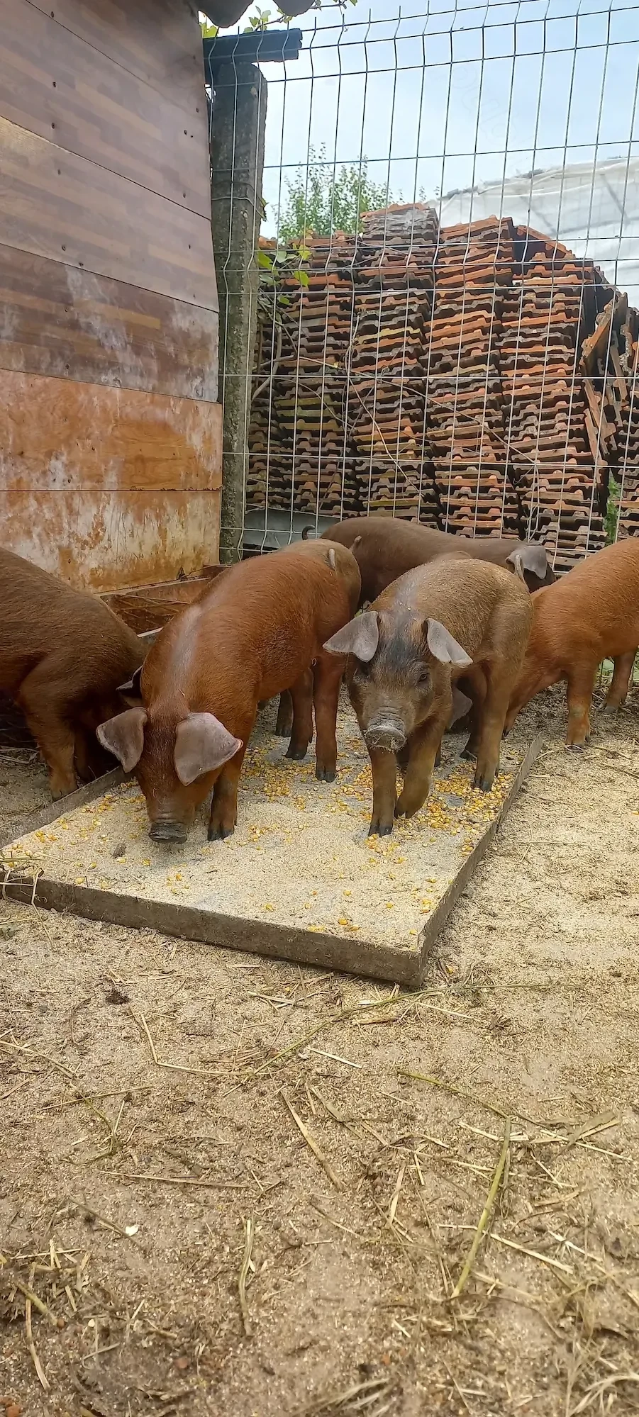 Ultimi 3  Purcei Duroc Pur de reproducție Turnu Magurele o733345270