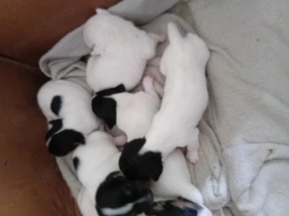 Jack Russel terrier tricolor cadoul copiilor1-6iunie