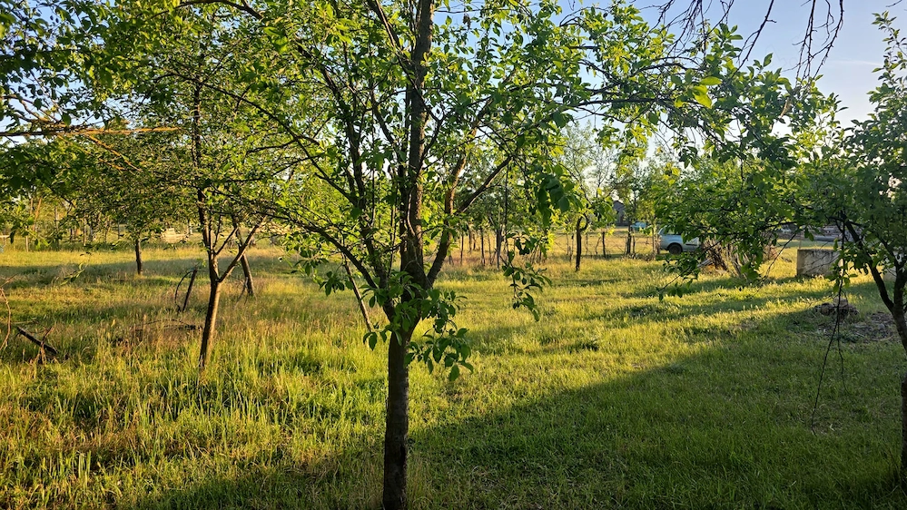 Teren de vinzare Ghioroc