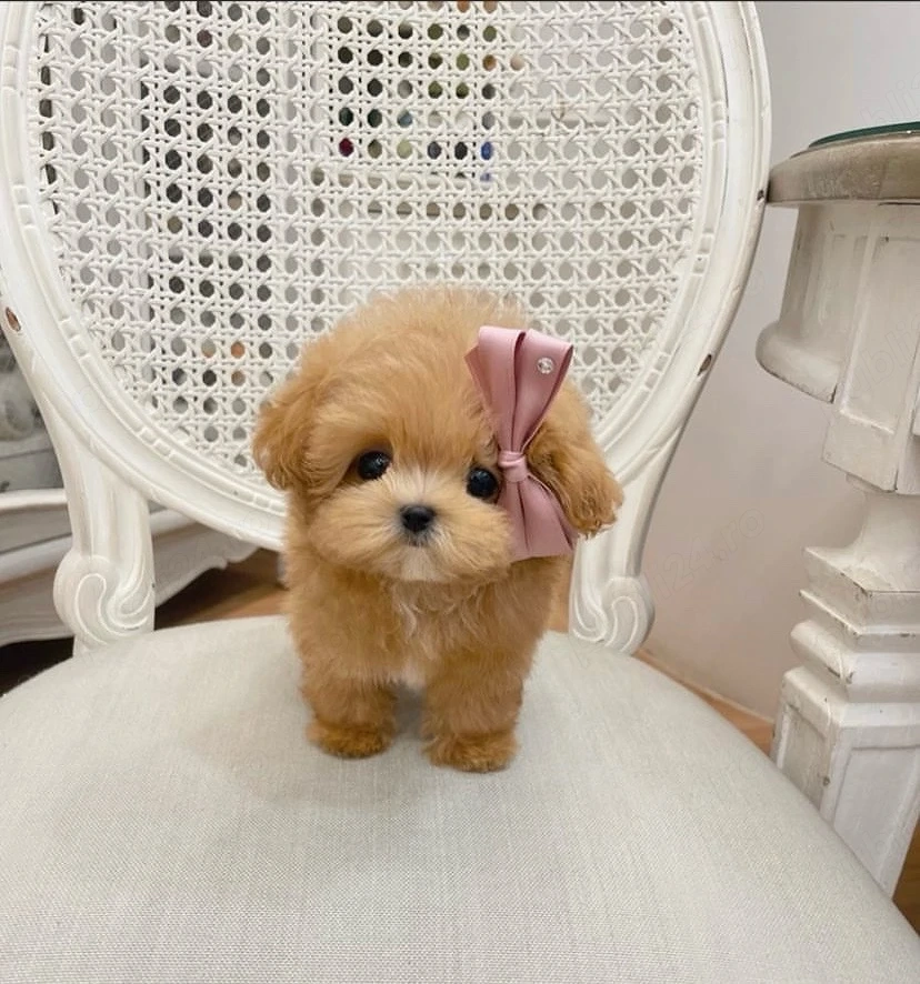 Maltipoo Mini Toy Pudel   Caniche   Poodle 