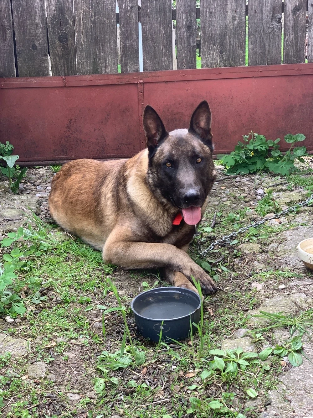 donez un ciobanesc belgian malinois