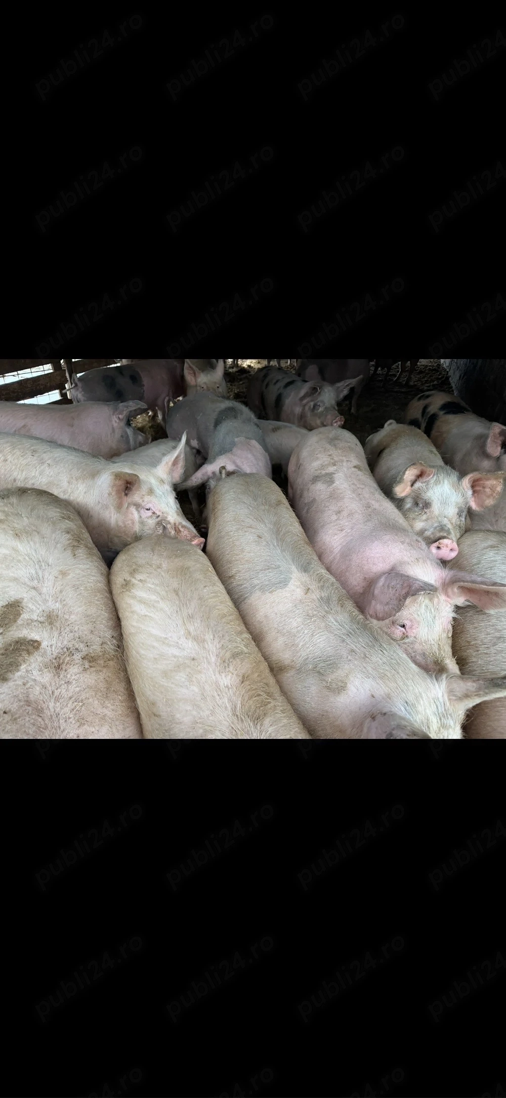 Porci de vanzare 