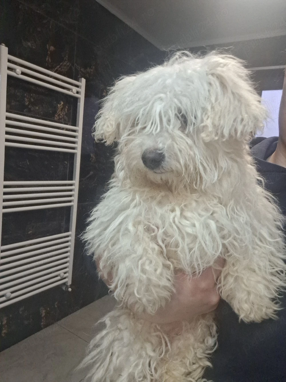 vand catelusa bichon  de 2 ani 