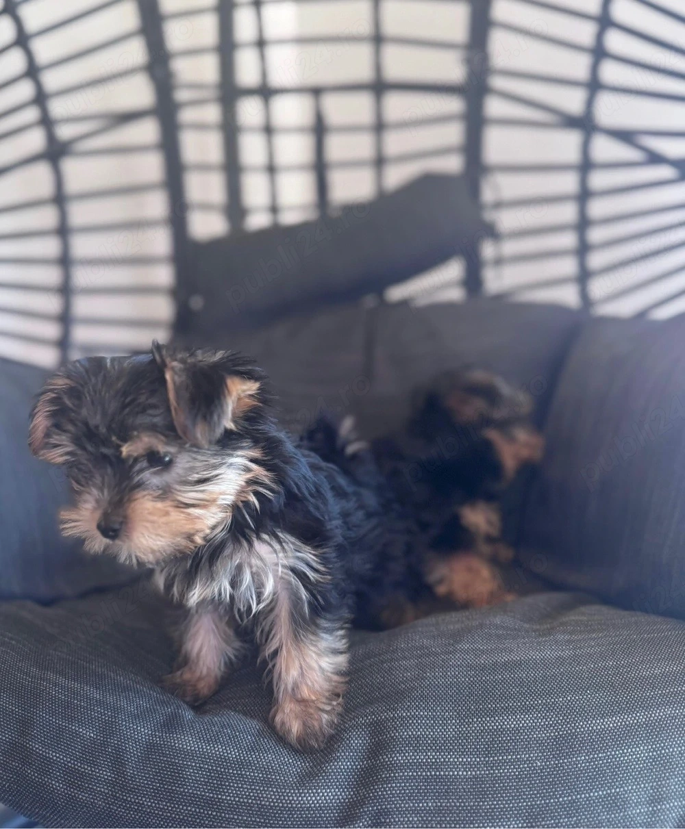pui yorkshire terrier 2 luni