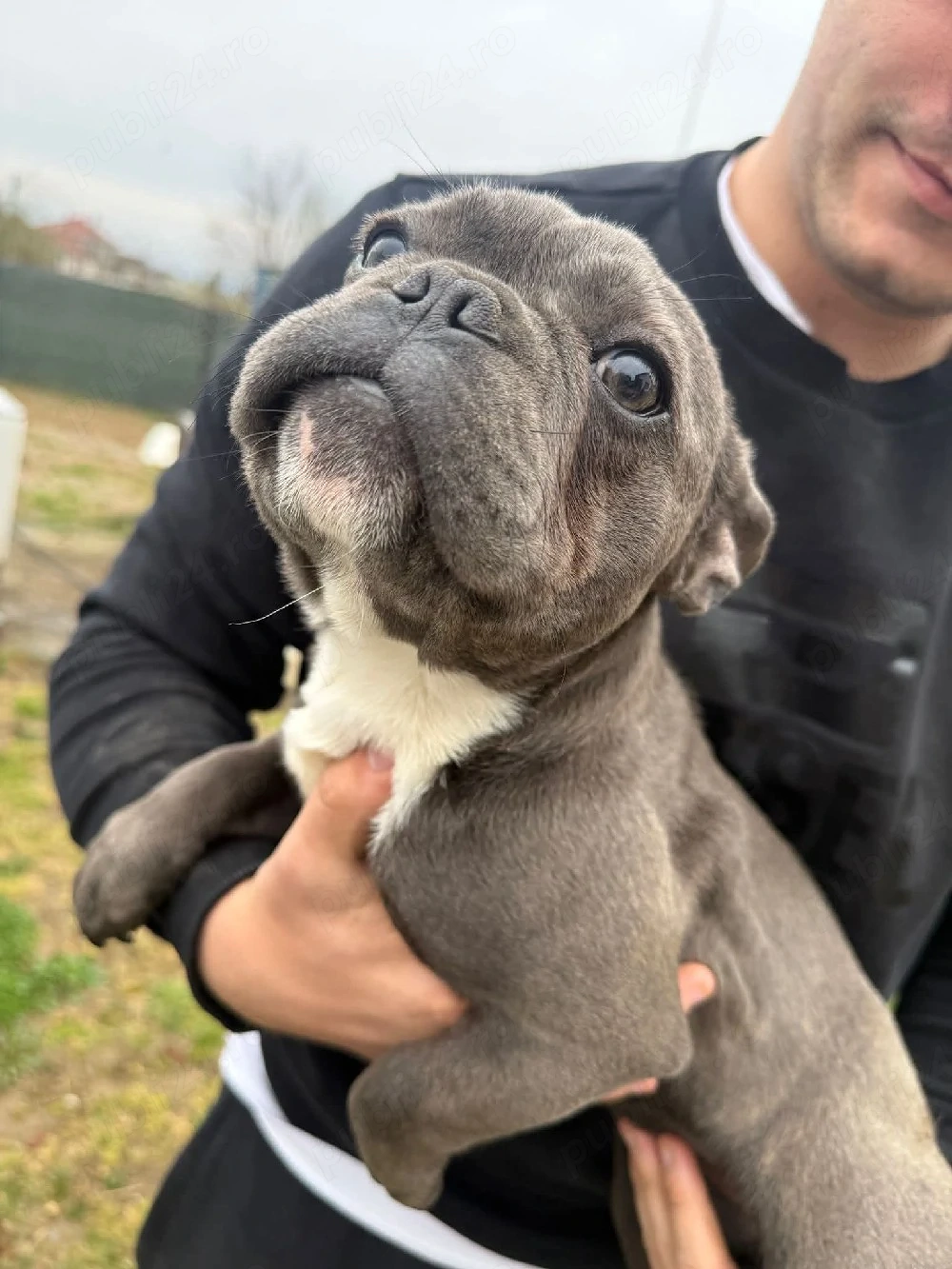 buldog francez