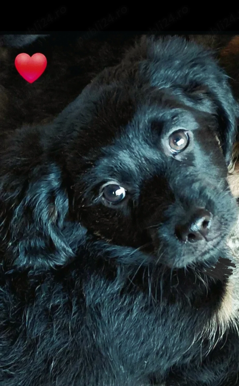 Catelusa metis teckel pentru adoptie