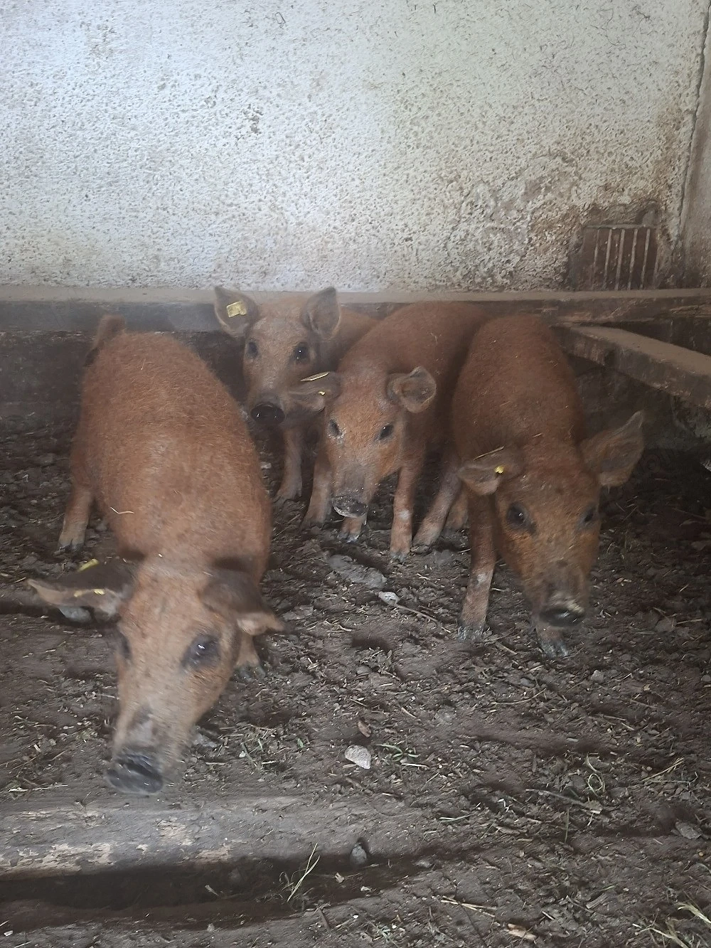 Purcei Mangalita