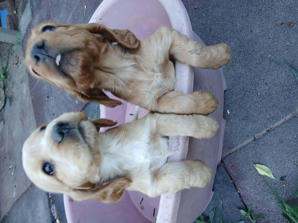 Pui coker spaniel