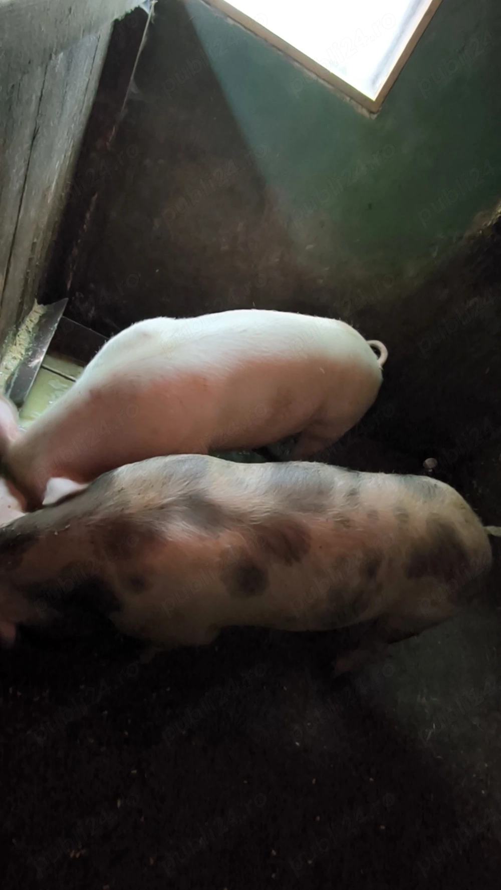 Vând porc crescut in gospodărie 