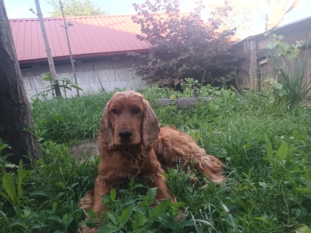 cocker spaniel 
