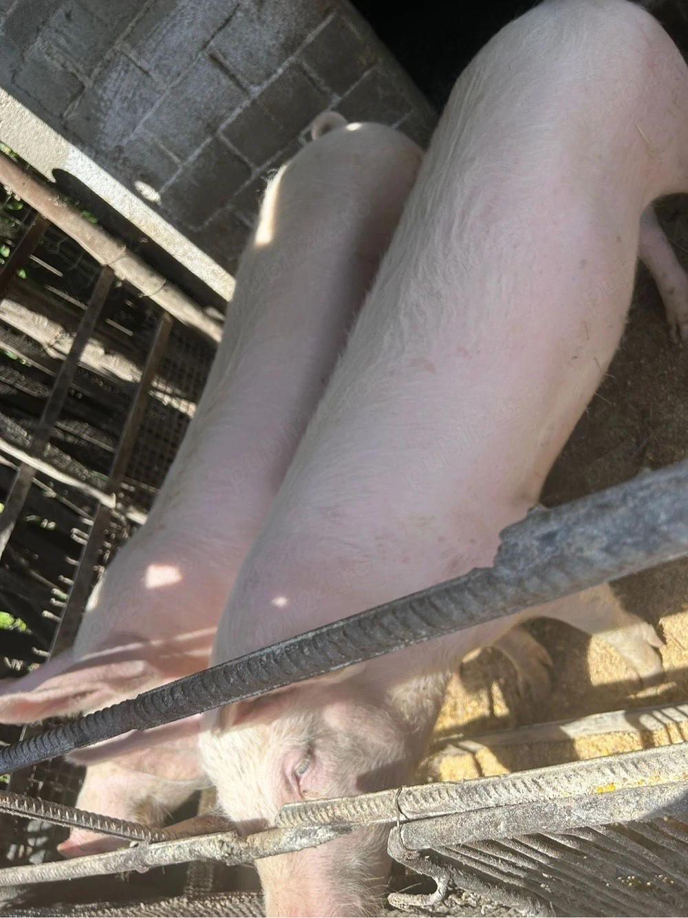 Porci de vanzare