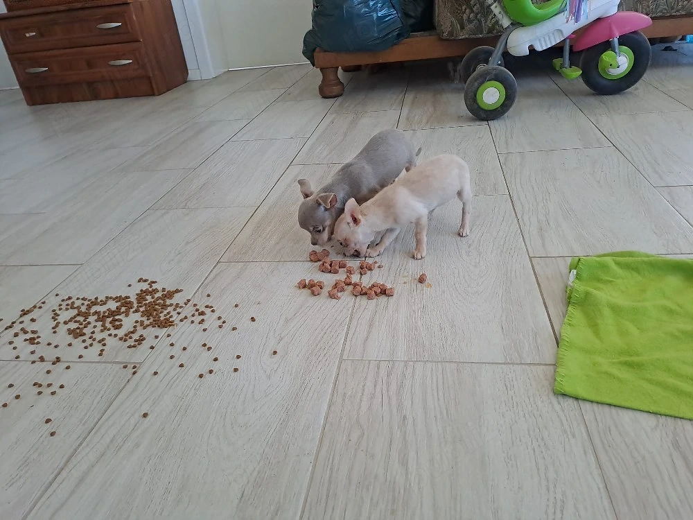 Fetiță mini Chihuahua 
