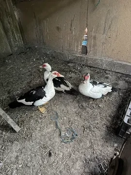  rate lesesti 50 lei bucata
