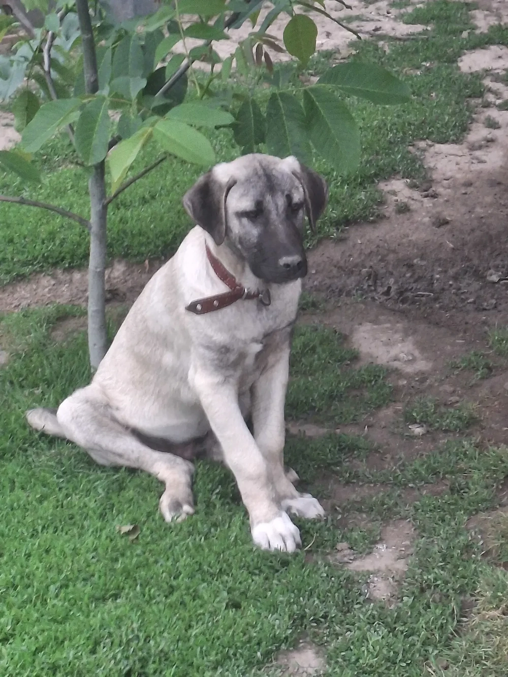 Kangal  turcesc