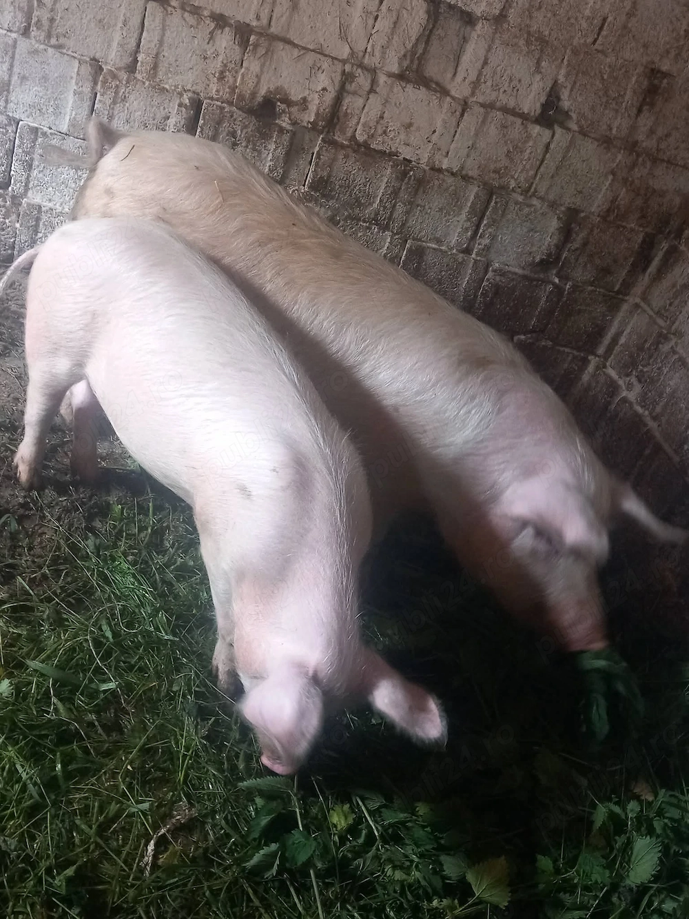 Porci 85, 145 de kg