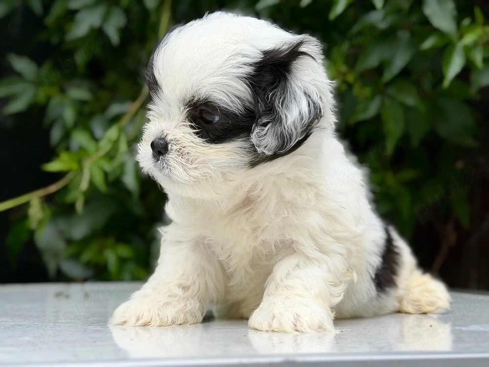 Pui mascul Shih Tzu!