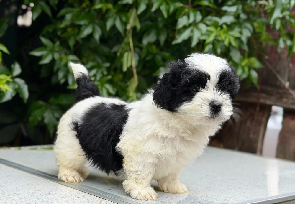 Femela Shih Tzu!