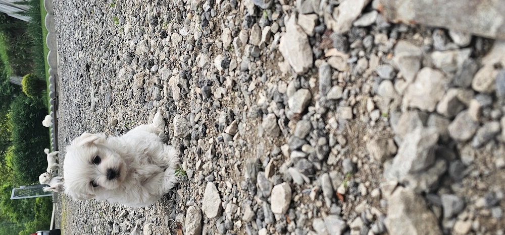 Vand bichon maltez