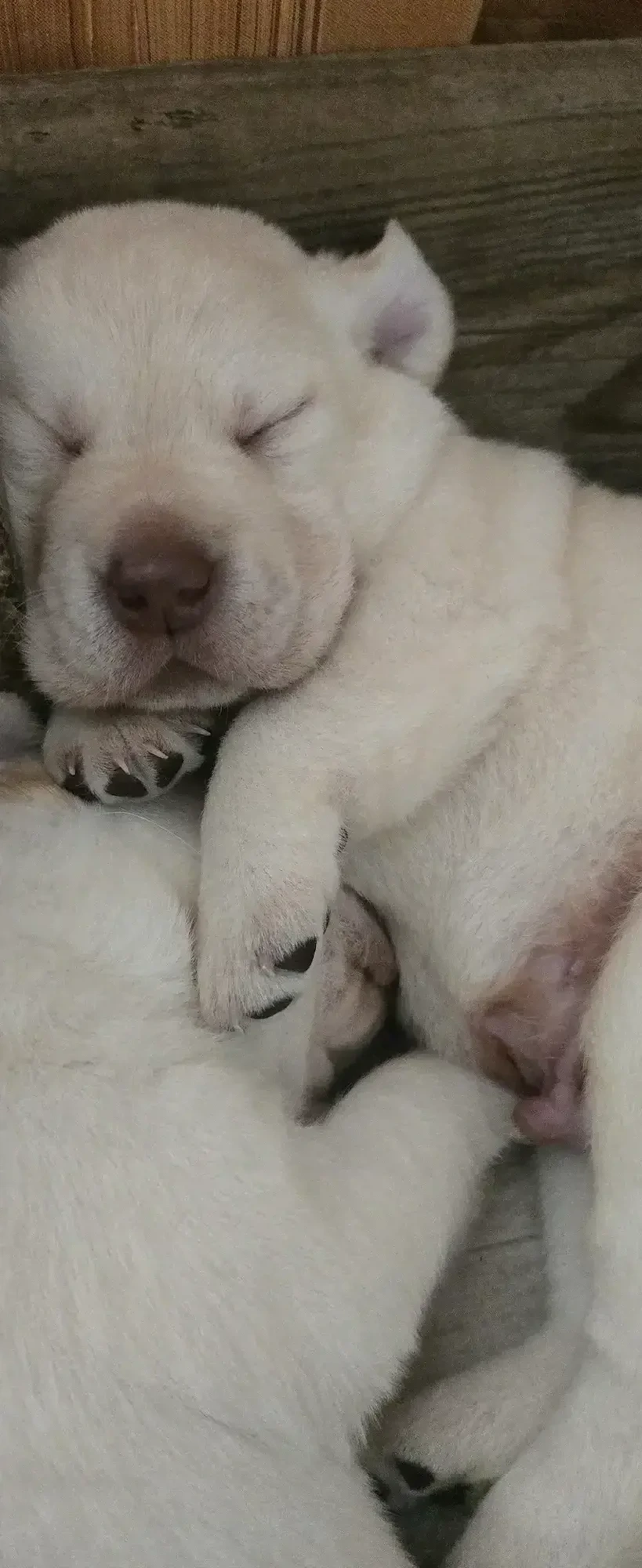 Pui Labrador 
