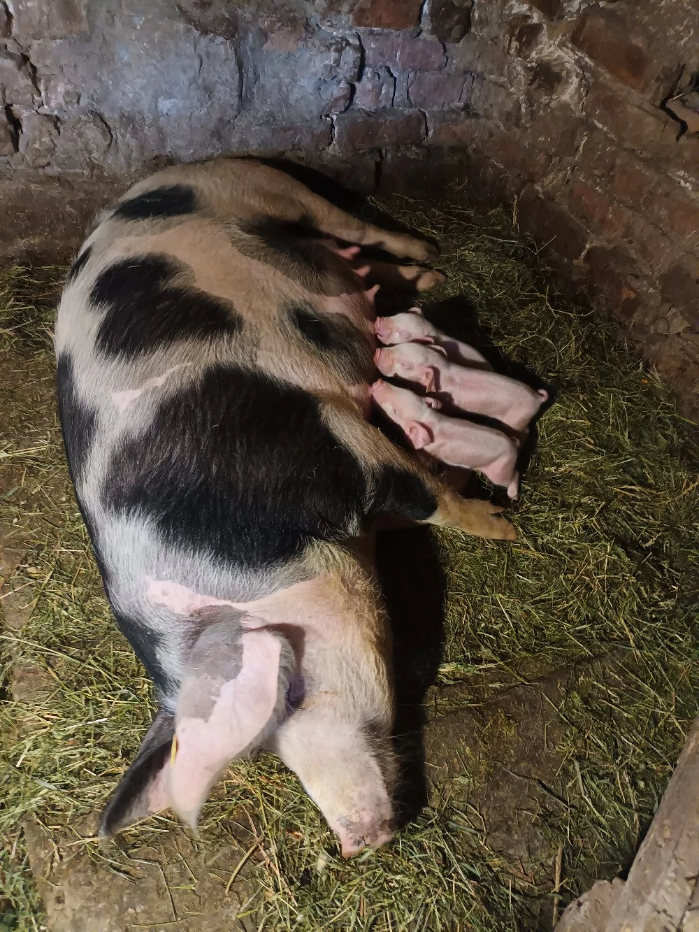 purcica fatata cu 3 purcei