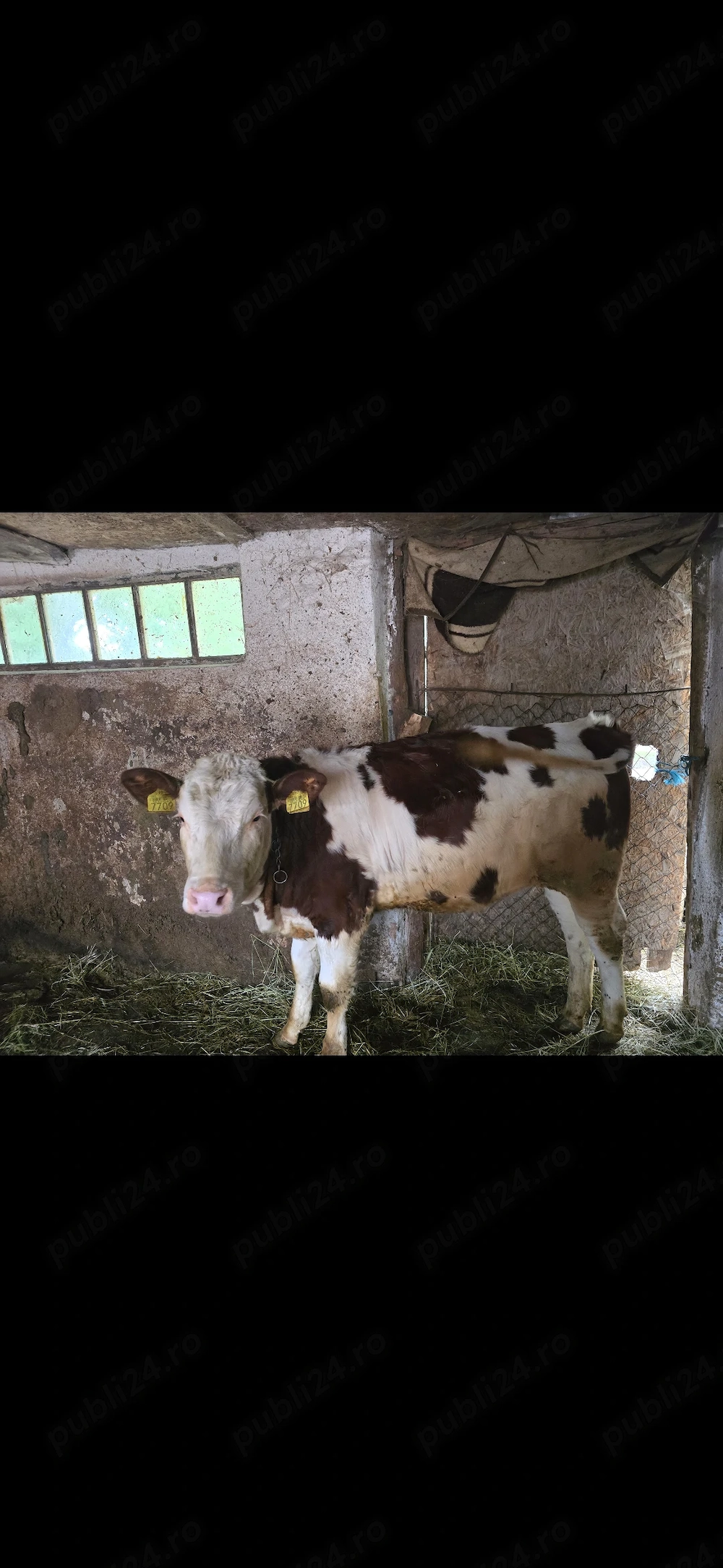 Vând vitea de 6 luni