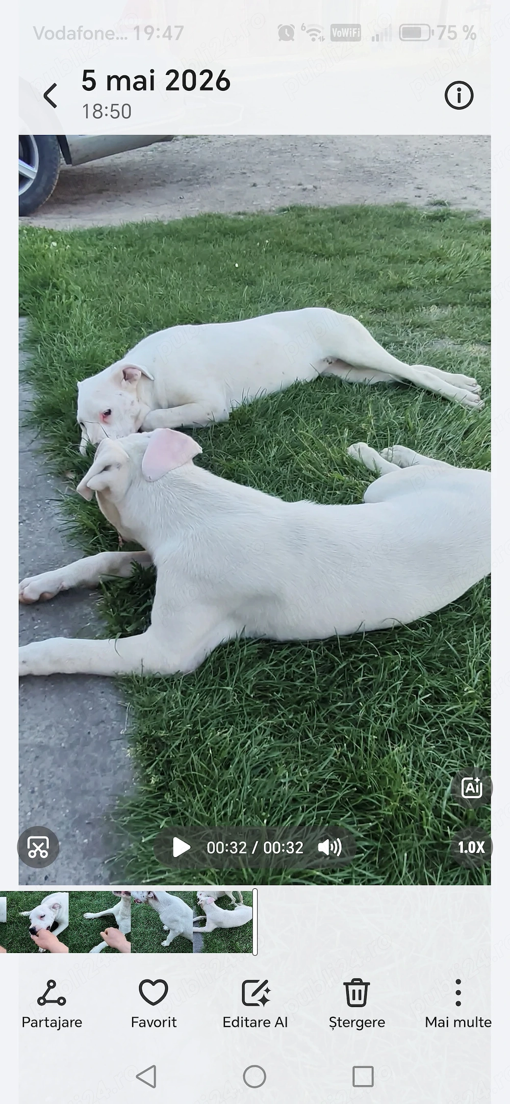 Dog Argentinian Mascul și Femelă 8 luni 