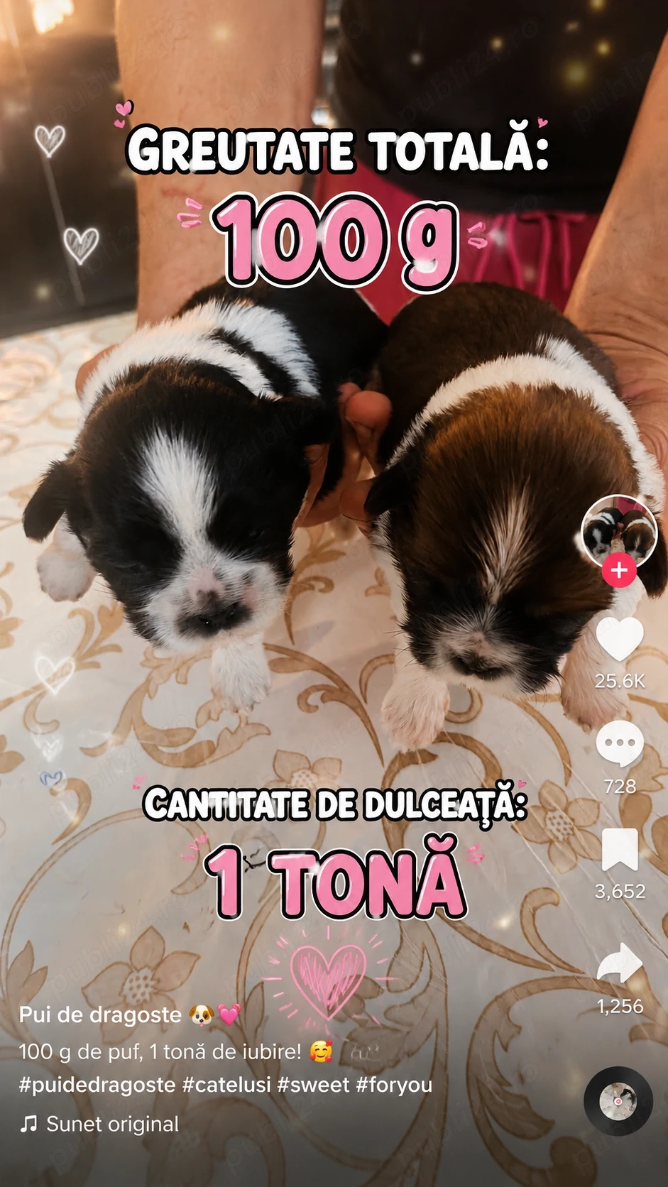 Shih-tzu își caută căsuța!
