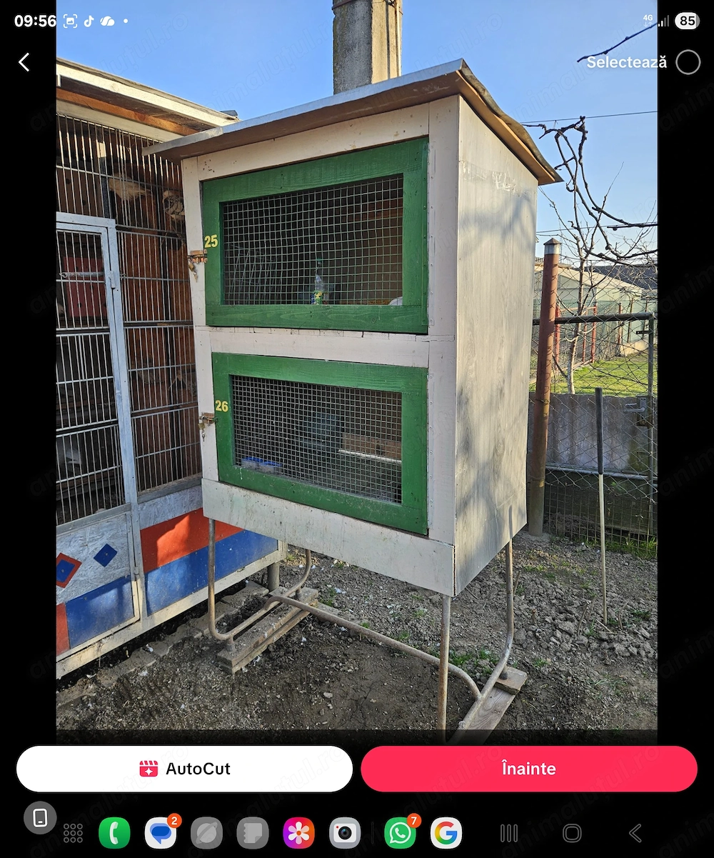 Cusca iepuri de vinzaare 