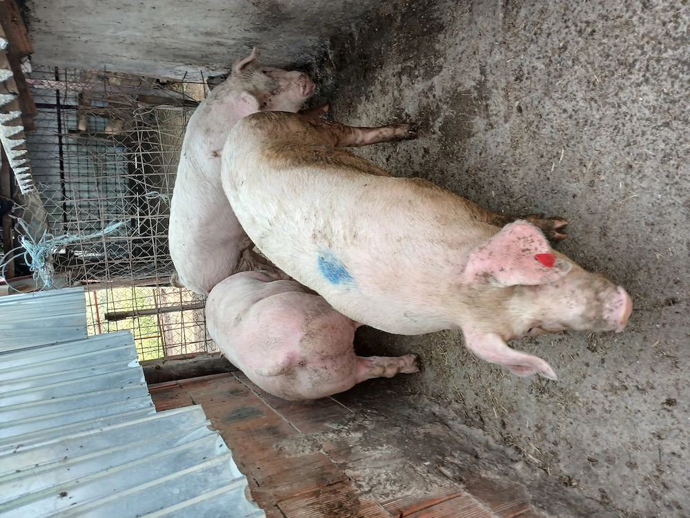 Porci mari , porci pentru rotisor 