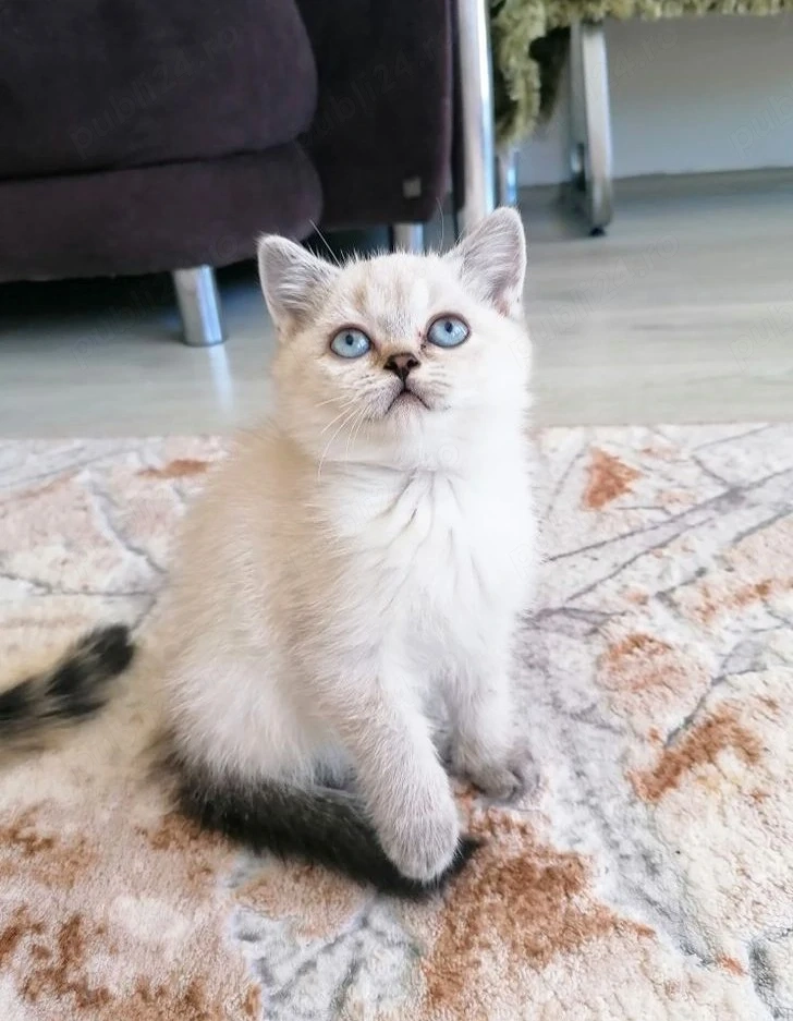 British Shorthair White Tabby 