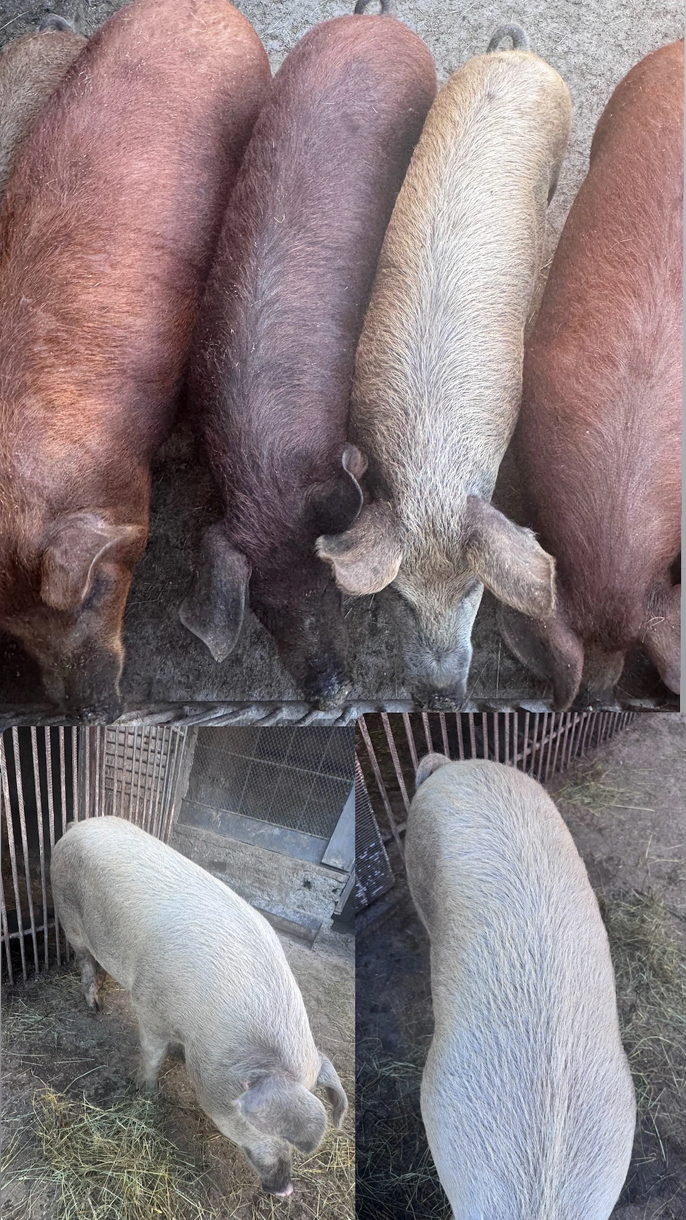 Porci 50-90 kg - Crescuți la curte 