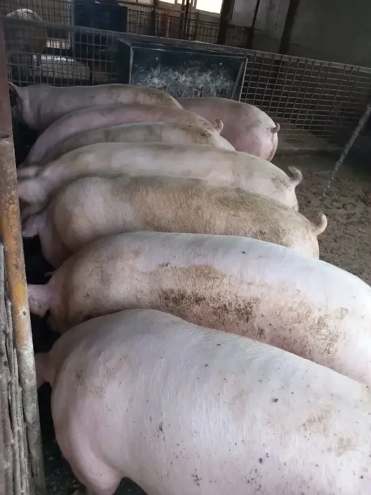 Porci si purcei de vanzare