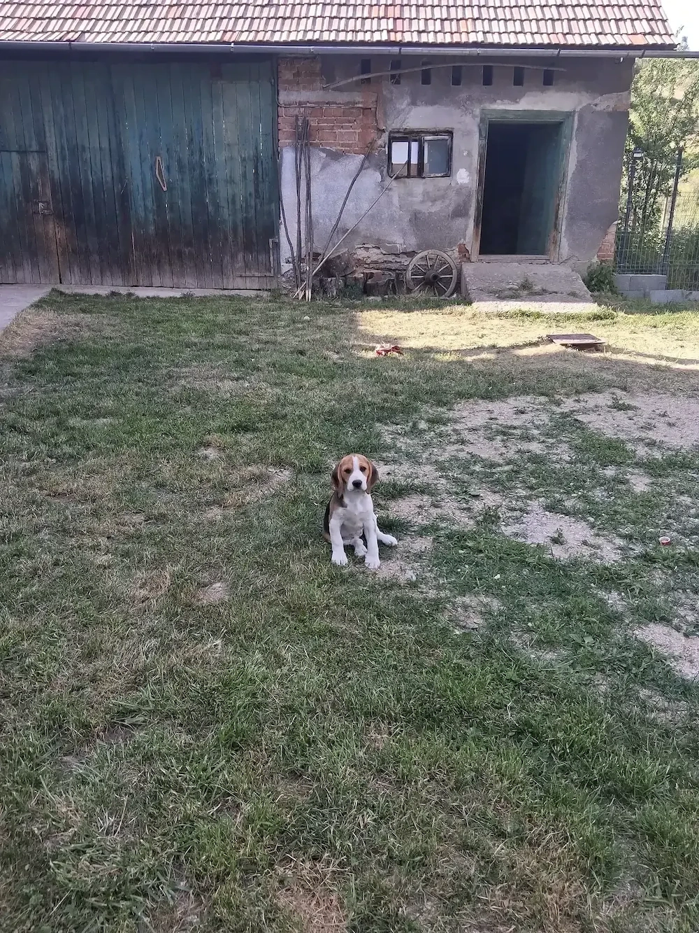 Vand pui beagle 