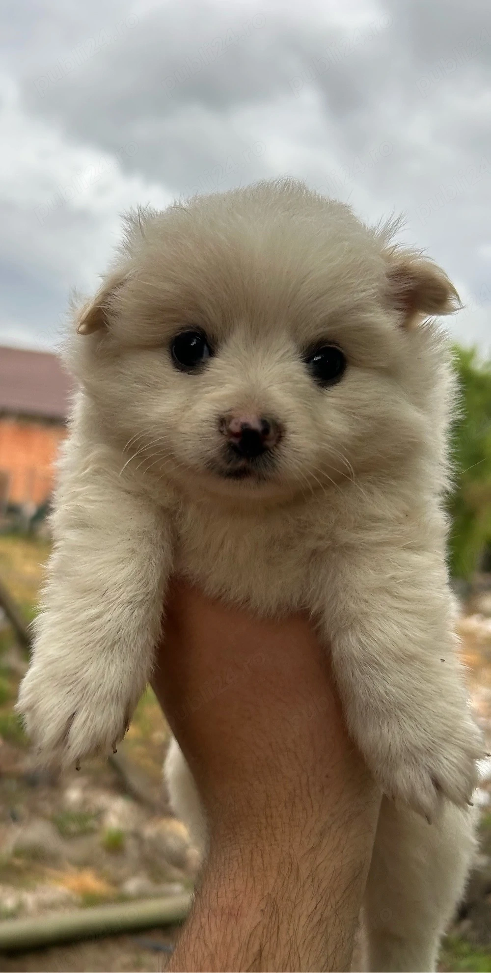 Catelusa Pomeranian 