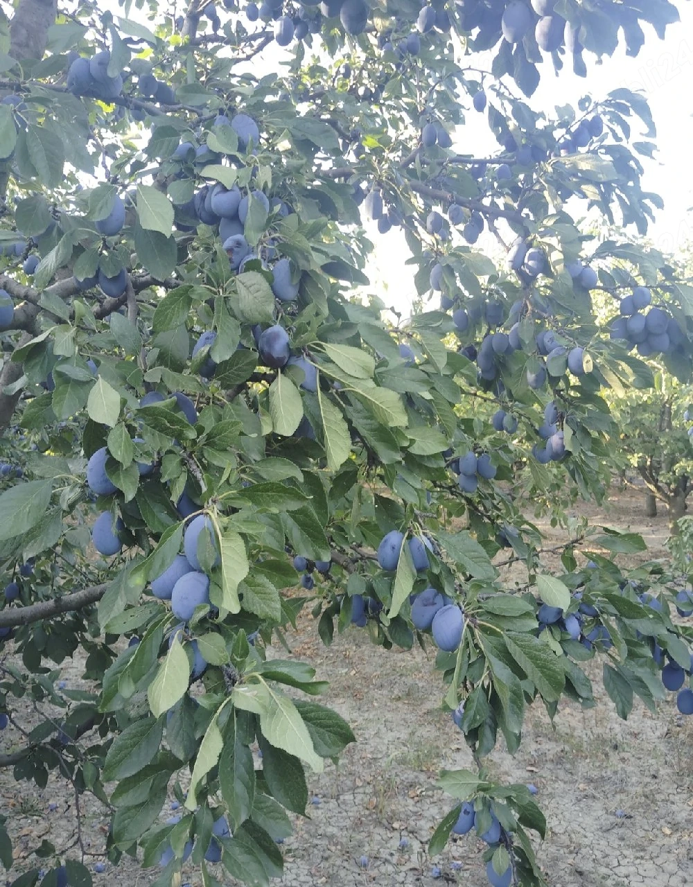 Vand livada 
