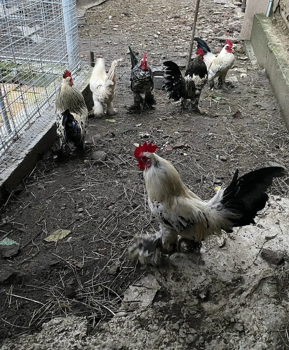 Vând cocoși Mii de Flori+puișori