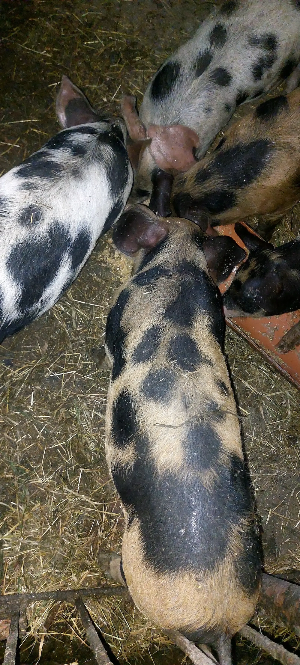 Vând 6 purcei la 8 săptămâni 
