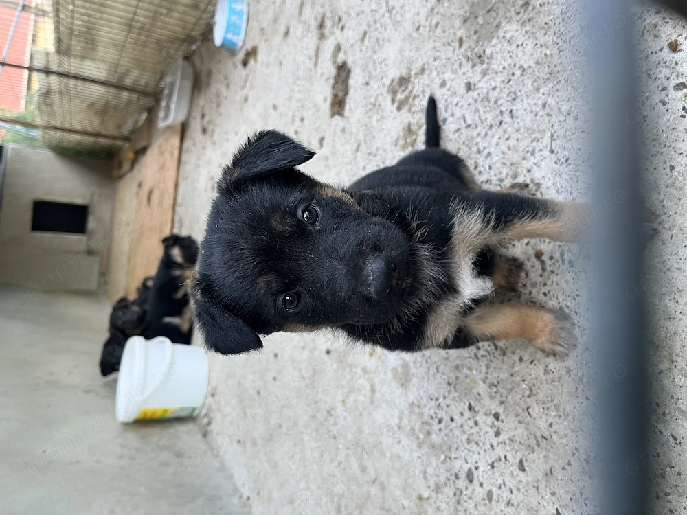 Căței ciobănesc german