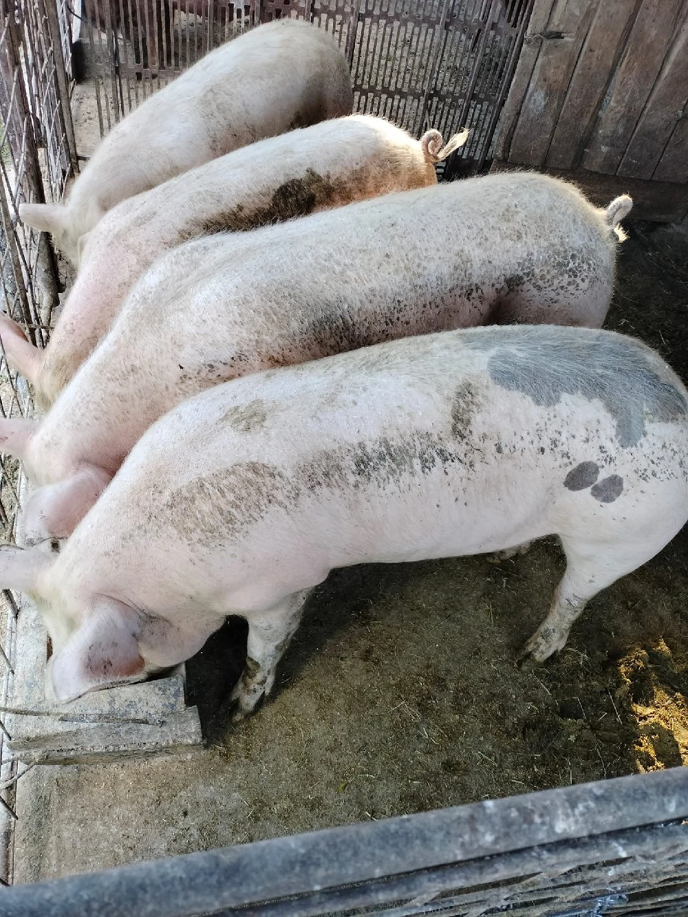 De vânzare porcii.