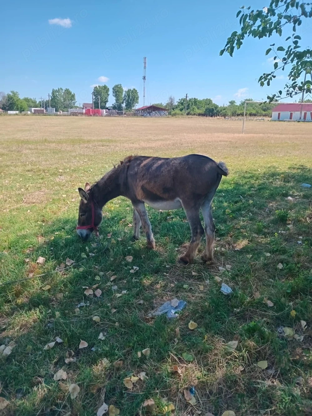 vând măgar castrat