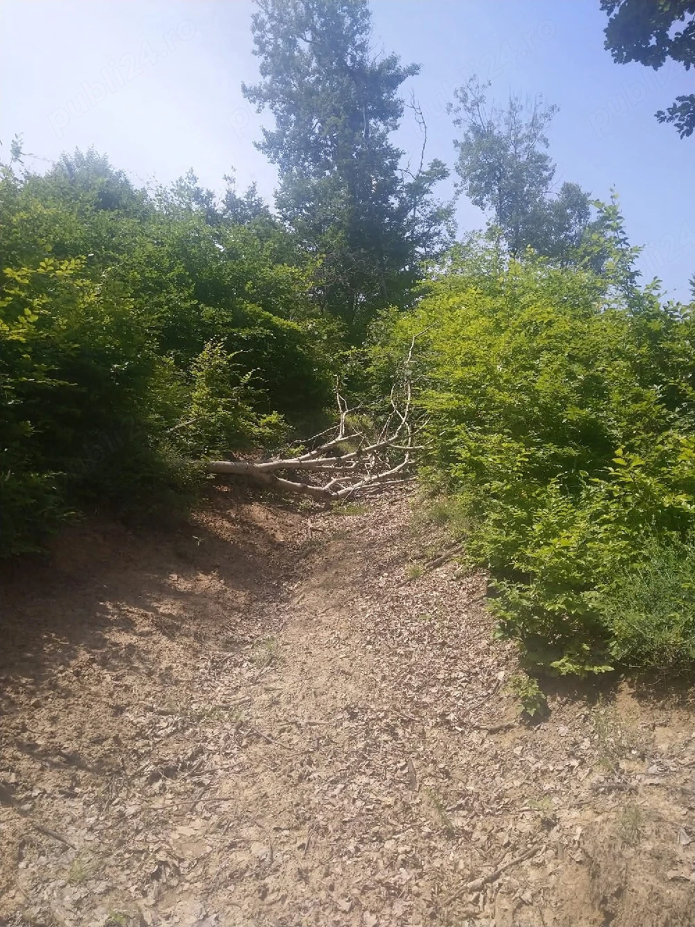 Teren extravilan, padure, 20.000mp2, Posesti Prahova
